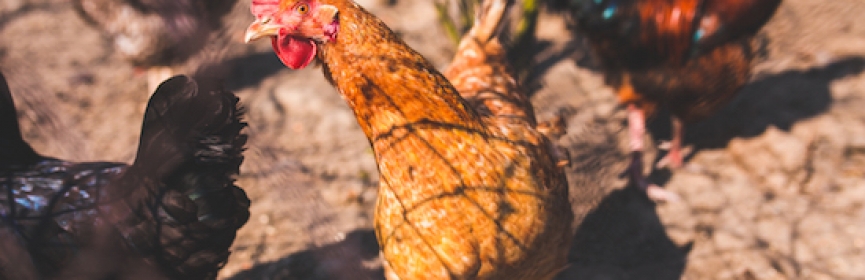 Know your terms: identifying humanely raised meat
