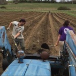 farm farm